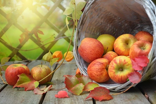 Pyszne jabłka na koniec września-jabłoń Szampion