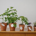 growbox